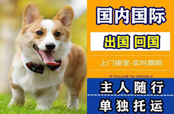 鄂州市宠物托运公司鄂州市宠物托运公司鄂州市宠物托运公司
