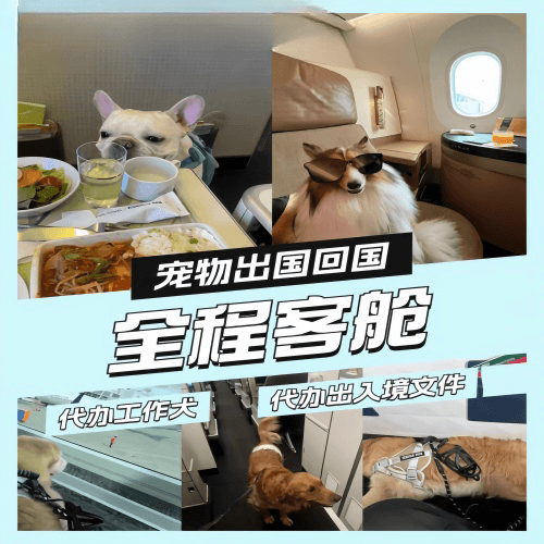 鄂州市宠物托运到白俄罗斯宠物入境规定和要求